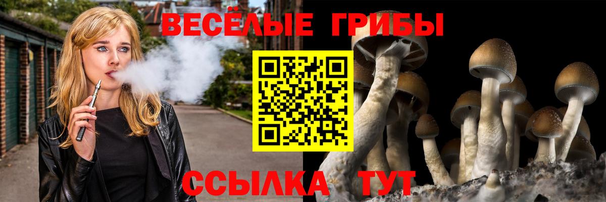 Псилоцибиновые грибы Psilocybine cubensis Шелехов